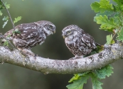 如何鉴别俄料7号坑碧玉,怎么分辨新疆碧玉和青海碧玉？