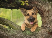 95和田玉有收藏价值吗,翡翠与和田玉相比，哪个更有收藏价值？