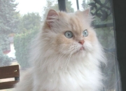 女士20克金手镯图片,有哪些女士烟？有图片吗？