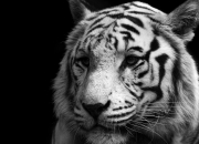 玉石手镯价格及图片大全,天然玉石手镯价格大概是多少