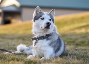 手围14 5cm戴多大的镯子,手围16cm带多大的镯子