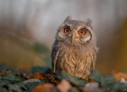 怎样判断玉与自己有缘,怎么判断真玉和假玉啊？？