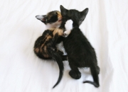 不值钱的碧玉,碧玉是什么？碧玉怎么养呢？