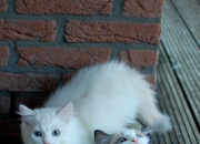 玉手镯摔碎预示什么,摔碎的玉手镯能重新磨磨穿个新手链吗