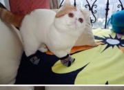 玉手镯无痕修复可靠吗,玉镯子断裂修复能用真空注胶方法吗？