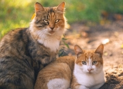 玉手镯戴了十几年了能下吗,玉镯戴久了取不出来了怎么办？