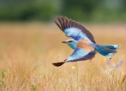 3千到4千的翡翠手镯是怎样的,4千的笔记本电脑怎样的好呢？