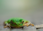 玉手镯的价格,梅花玉手镯价格有几元的吗 ？