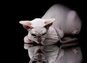 什么样的手镯料最好,如何挑玉镯，哪种的是最好的？