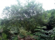 旺女儿女婿的墓地风水,女婿莫上坟，上坟惹先人是嘛意思？