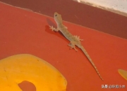 鬼能随便进人家家门吗,家里进了壁虎，要不要赶出去？