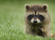 玉镯养活了是什么样的,玉镯如何保养？长期戴会变通透么？