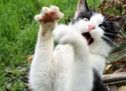 真玉和假玉在灯光下有啥区别,怎样用紫光灯检验玉石的真伪？