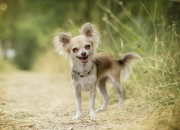 和田玉的八个等级价格,御府和田玉的价格分类是怎样的？