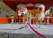 62的手镯适合多少公斤带,哪种年龄的人适合带手镯?