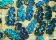 玉活了是什么样子的,砗磲活着的时候是什么样的？