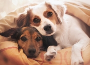 新疆和田玉手镯价钱,新疆和田玉白玉手镯价格怎样