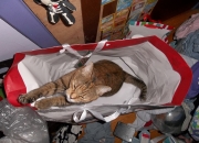 一般翡翠手镯价格,天然A货翡翠手镯价格怎么样？