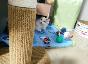 和田碧玉雕花手镯价格,和田碧玉的手镯，到底值多少钱