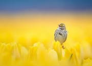 手围6戴多大手镯,手腕17厘米带多大的镯子合适？