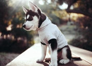 中等玉手镯价格,五彩玉手镯的价格是多少？