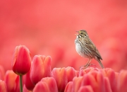 手镯尺寸对照表图片,谁有最新的衣服尺寸对照表？