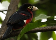 墨绿色和田玉手镯的价格,和田玉墨玉手镯价格如何？