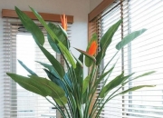 最旺宅的八种房屋形状,搬新家，家里适合买什么中大型植物？