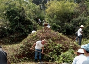 坟头埋什么断子绝孙,坟头上长满了椿树，怎样根除？