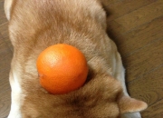 坟地放什么东西旺后人,已故老人墓碑上可以添加后人的名字吗？