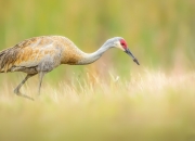 房子风水好有哪些吉兆,房子风水好有哪些要求呢？