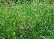 正常新坟几年长草,什么东西能让地里几年不长庄稼？