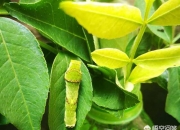 大门口不能放三样东西,农村老人说大门口种花椒树不好，为什么？