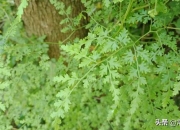 坟墓长什么草后人发财,你知道在农村有哪些山上的草药特别灵？