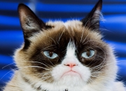 不适合住9层的属相,肖猪者不适合同哪些属相者进行婚配？