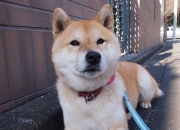 爷爷奶奶的坟影响谁,嫁出去的女儿回家给父母上坟在哪吃饭呢？