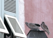 为什么说五楼六楼吃菊花,总高33层，五楼和六楼位置怎么样？