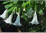 十大不吉利花,哪些植物不适合养在房间内？