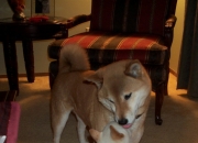 一般玉镯的价格,什么是“三色玉镯”和“四色玉镯”？