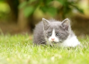 国家御用风水大师是谁,中国历史上的风水大师有哪些？