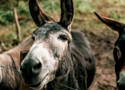 买了翡翠怎么卖,如何提升销售翡翠的技巧？