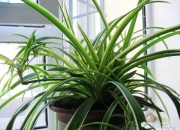 最旺财的十大吉祥树,在自家农村院子大门口种什么树寓意比较好？