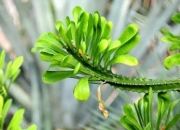 家里万万不要养这3种花,在家哪些花卉对身体有伤害，不能养？