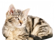 玉的颜色分类和图片,玉镯的有几种颜色？其中又代表什么？