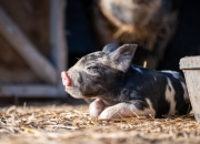 风水宝地标准图解,如何用风水宝地图解来龙去脉？