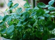 旺宅发财的植物,哪种绿植放家里最好养？要懒养的那种？