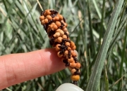 平洲玉雕工艺美术学校,学玉器雕刻的职业叫什么？前景怎么样？