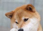 如何分辨玉石原石与普通石头,玉石跟普通的石头有什么区别吗？