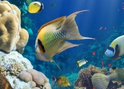 高冰翡翠,冰种翡翠和高冰翡翠有什么区别