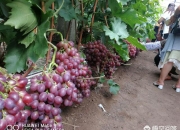 红宝石包括哪些品种,克瑞森和红宝石哪个更占优势？